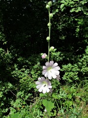 Malva thuringiaca