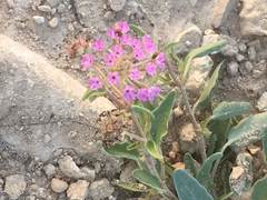 Abronia nealleyi