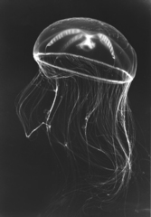 Mitrocoma cellularia image