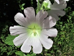 Malva thuringiaca