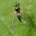 photo of Long-legged Flies (Dolichopodidae)