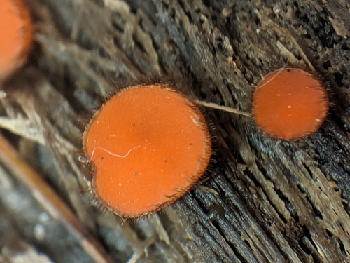 photo of Eyelash Cups (Scutellinia)