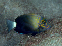 White-Freckled Surgeonfish photo 5