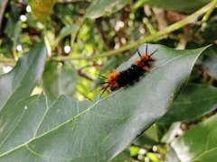 Turuptiana obliqua