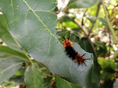 Turuptiana obliqua