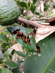 Turuptiana obliqua