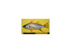 Bairdiella ronchus