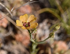 Linum puberulum