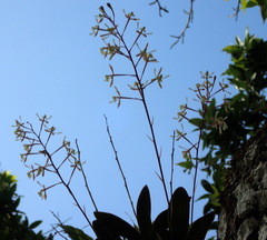 Epidendrum conopseum image