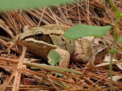 photo of Wood Frog (Lithobates sylvaticus)