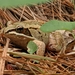 photo of Wood Frog (Lithobates sylvaticus)