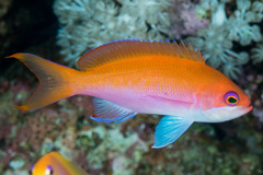 Red Sea Anthias photo 3