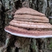 photo of Basidiomycete Fungi (Basidiomycota)