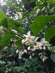 Solanum leucocarpon