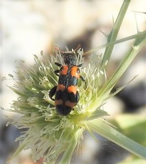 Trichodes leucopsideus