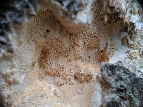 photo of Basidiomycete Fungi (Basidiomycota)