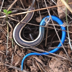 Plestiodon skiltonianus skiltonianus