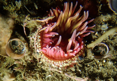 Urticina mcpeaki