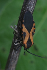 Sephina