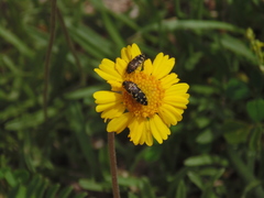 Acmaeodera