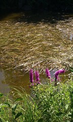 Lythrum salicaria