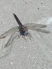 Aeshna caerulea