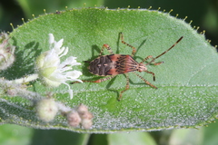Hypselonotus punctiventris