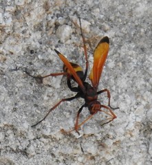 Cryptocheilus annulatus