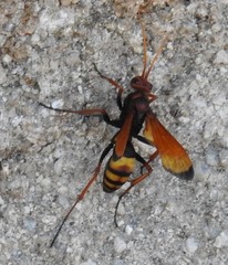 Cryptocheilus annulatus