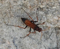 Cryptocheilus annulatus