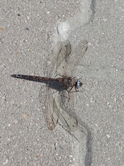 Aeshna caerulea