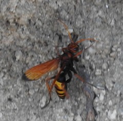 Cryptocheilus annulatus