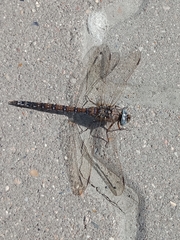 Aeshna caerulea