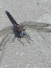 Aeshna caerulea