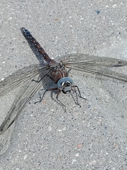 Aeshna caerulea