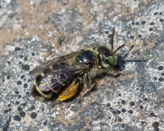 Calliopsis andreniformis