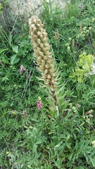 Campanula thyrsoides