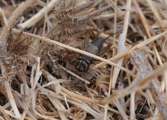 Neonemobius eurynotus