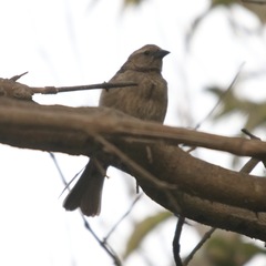 Molothrus bonariensis