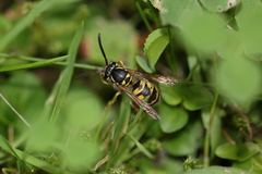 Vespula vulgaris
