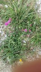 Carduus defloratus