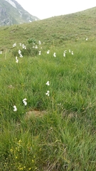 Eriophorum scheuchzeri