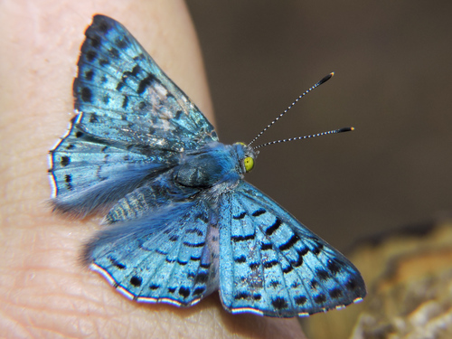Blue Lasaia