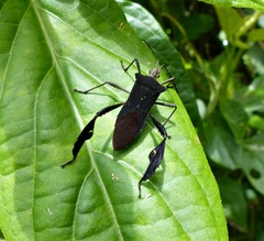 Leptoglossus ingens