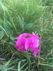 Lathyrus latifolius