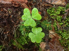 Oxalis montana image