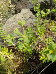 Euphorbia azorica
