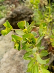 Euphorbia azorica