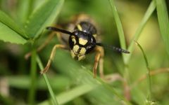 Vespula vulgaris