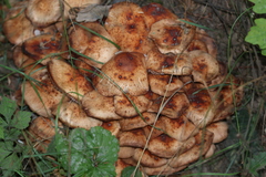 Gymnopus fusipes